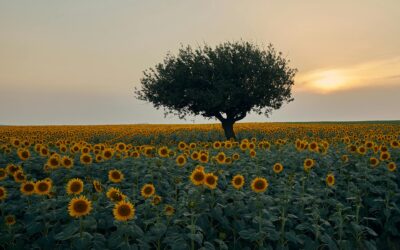 Jesús es quien salva